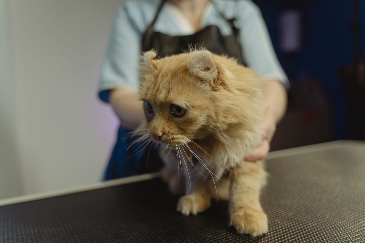 garder animaux domestiques suivi vétérinaire planifier