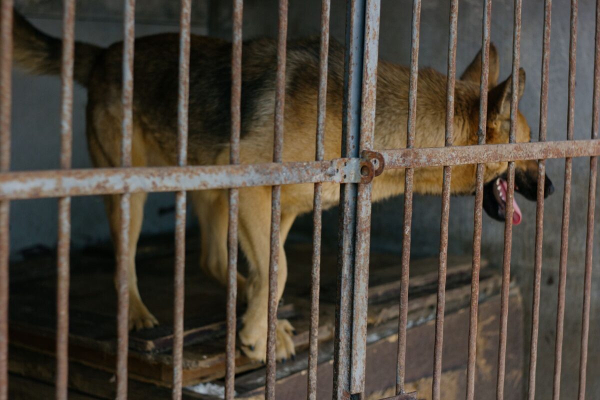offrir cage animal sécurité hygiène appliquer