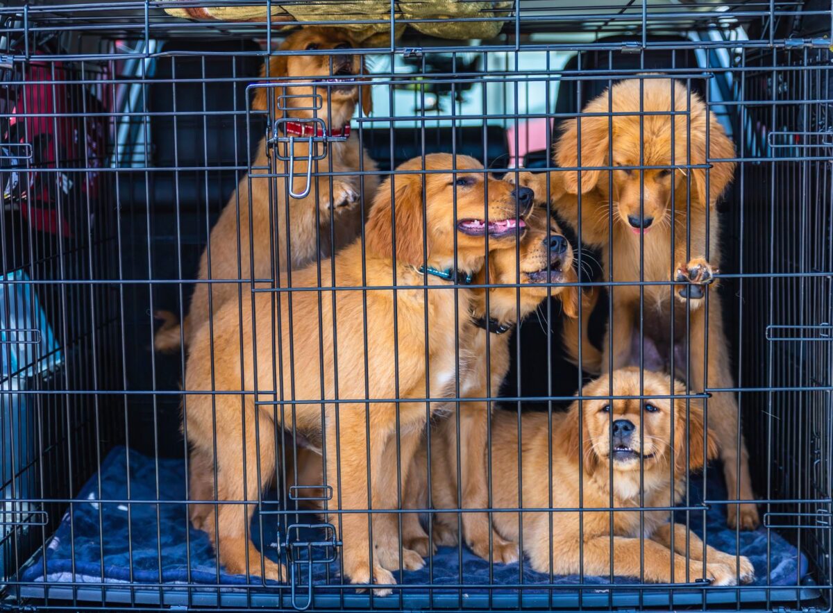 offrir cage animal critères permettent choisir